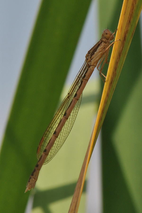 Sympecma fusca?